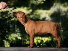 RHod�sk� Ridgeback s PP - ji� k odb�ru