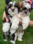 Daruji sv� �t���tka shih tzu mu��m a �en�m, proto�e u� na n� nem�m �as d�k