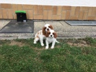Kaval�r King Charles Spaniel �t��ata k dispozici Hrav� psi, a nemohou b�t ponech�ni sami na dlouhou dobu, pro rodiny s d�tmi psi, aktu�ln� se v�emi v�st�ely 1 pes a 1 fena kontakt v p��pad� z�jmu