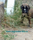 N�m. boxer - �t��ata s PP 