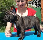 Francouzsk� buldo�ek na prodej bez PP