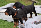gordon setter p�ipraven tento t�den j�t do nov�ch domov�,
