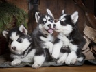 Husky �t��ata bez PP.