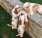 Americk� kokr�pan�l b�lozlat�