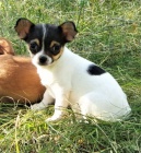 �ivava s PP - pejsci s PP 