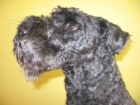 DARUJI PSA - BILL Z KEPELNKA  KERRY BLUE TERRIER s PP																					