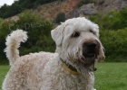 Wheaten hled nov domov