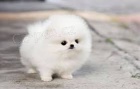 Samci a samice Pomeranian 