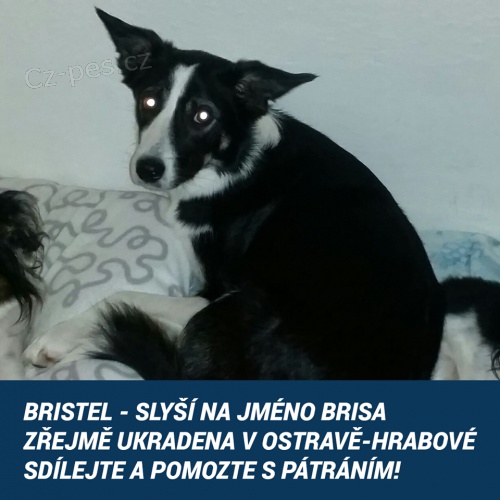 Bristel