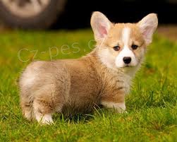 tata Welsh Corgi pipravena