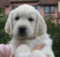 Zlat� retriever s PP