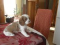�t�nata kaval�r king charles spaniel