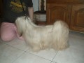 Lhasa apso