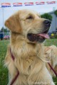 Golden retriever bez PP ke kryt�