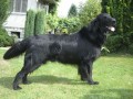 Flat Coated Retriever s PP - IHNED K ODB�RU