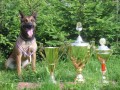 Nabdka kryt - BO Malinois; RTG. 0/0