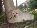Prod�m �t���tka labradora s PP � odb�r 29.8.2010