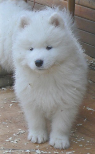 Samojed - �t��ata