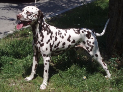 Dalmatin - �t���tka s PP