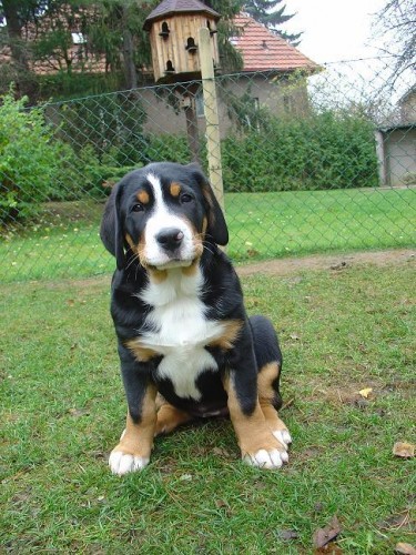 �t��ata Velk� �v�carsk� sala�nick� pes