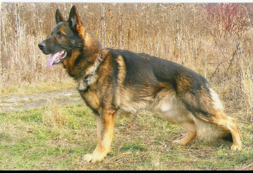 N�meck� ov��k �t��ata