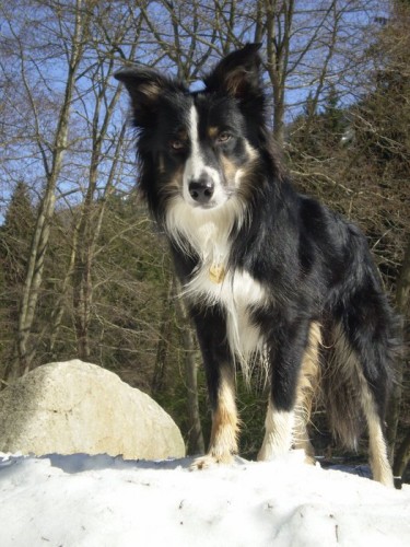 Kryt� - border kolie