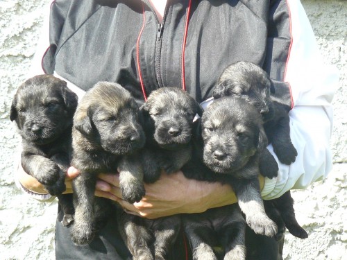 KN�RA� VELK� PEP� a S�L