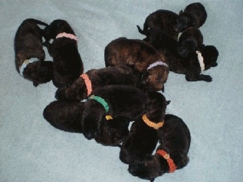 Prod�me �t��ata s PP