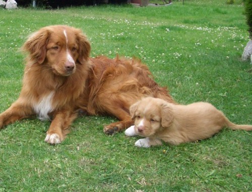 Nejmen�� Retriever