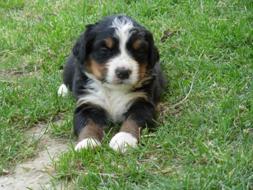 �t��ata bernsk�ho sala�nick�ho