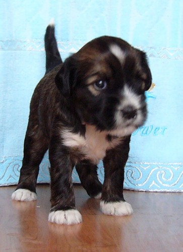 �teniatka tibetsk�ho teri�ra