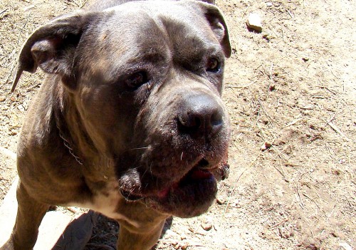 Cane Corso