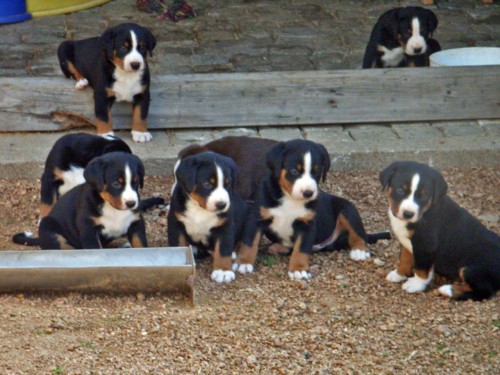 Appenzellsk� sala�nick� pes