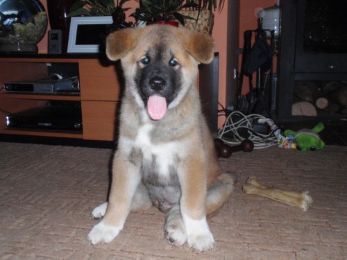 Prod�m Akita Inu