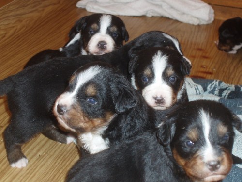 Bernsk� sala�nick� pes -