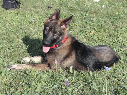 N�meck� ov��k - �t��ata