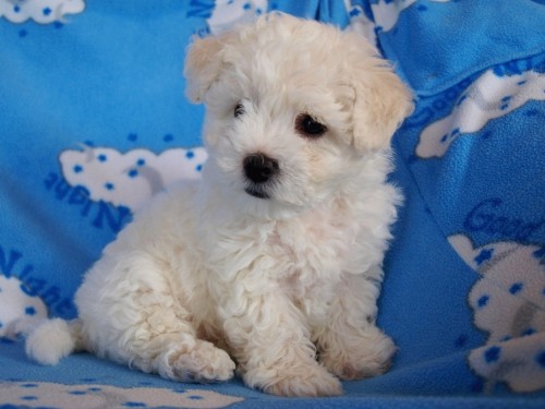 Fene�ka bi�onka!