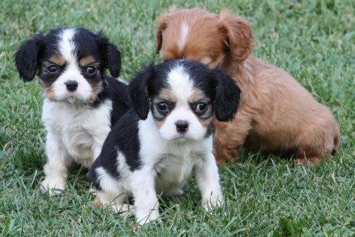 KR�SN� �T���TKA K ODB�RU