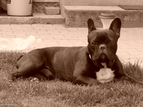 Francouzsk� buldo�ek ke kryt�