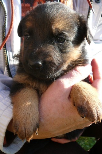 Daruji �t���tka k��enc� do dobr�ch rukou