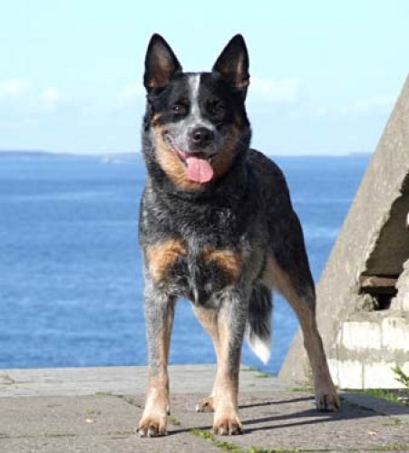 Australsk� hon�ck� pes - �t��ata s PP