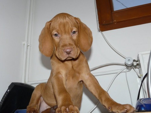 Ma�arsk� oha� kr�tkosrst� - vizsla