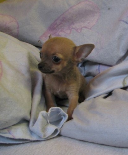 �ivava kr�tkosrst� 