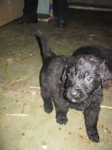 �t�n� hovawart bez PP