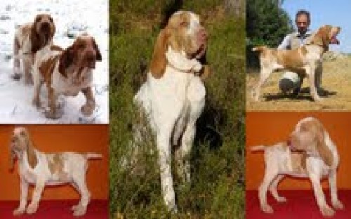 Italsk� oha�-Bracco italiano