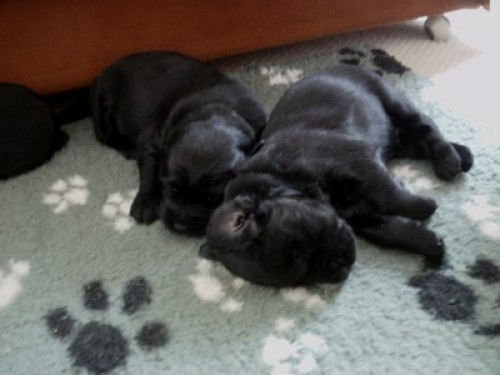 Nab�dka �t���tek FCR s PP