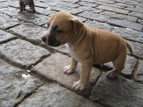 Prod�m �t��ata AMSTAFA