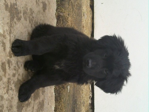 �t��ata Hovawart