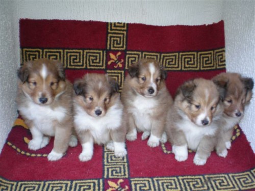 �ELTIE - zlat� �t. s PP