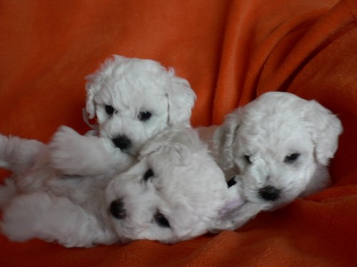 Bi�onek �t���tka s PP